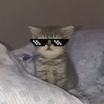 Cats Hub Central | Cat Memes