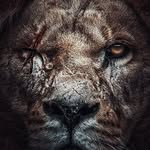 Diogo Camarão 🦐