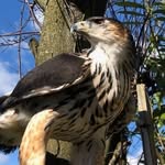 Roedel Falconry
