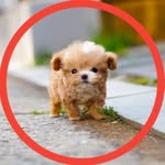 Cute Little Pups 😍