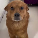 Chinese Dog 🐕