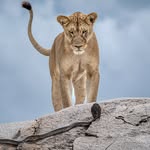 Wildlife Photographer of the Year