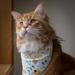 Omar the Maine Coon