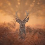 Richmond Park
