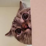 Nala Cat ™