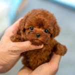 puppies▪️poodles