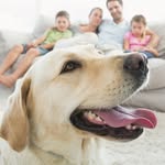 Petmag Romania
