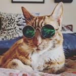 Cat Lover