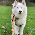 Viola The Husky