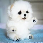 BabyPoms | Pomeranian