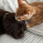 Airon, Browni, Wolfie & Lía 🐈‍⬛🦁🐶🐺