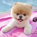 #1 Pomeranian Page on IG 🐻