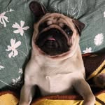 _valera_pug_