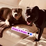 SARPELE NEBUNU—CRAZY SNAKE🐍®️