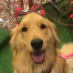 ✿*:･ﾟStella ﾟ･:*✿