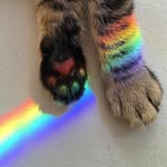 Instapawz Pets