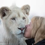 Lions & Tigers