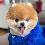 Vegas The Pomeranian