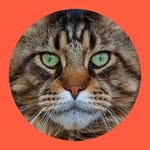 Gina Alban Caracal & MaineCoon Breeder