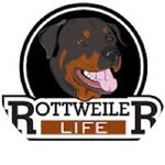 Rottweiler Life