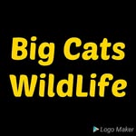 BIG CATS WILDLIFE