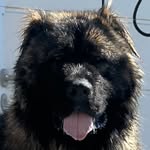 CAUCASIAN SHEPHERD GRIZLI SRBIJA