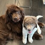 Rib & Bear Varshavski