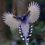 best_birds_shots
