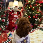 toypoodle.nessa