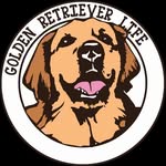 Golden Retriever Life