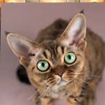 LIRIKA Devon Rex / Девон-рекс