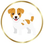 Jack Russell Terrier