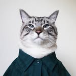 Poonchic The Car Riding Cat