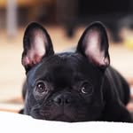 French Bulldogs of Instagram🐶