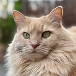 Cat wants uppies