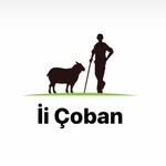 ii çoban - gagauz kanalı