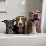 Pittie Pack | Knight, Aston & Stormi 🐾