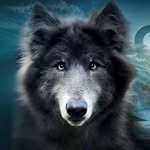 my_blue_wolf_