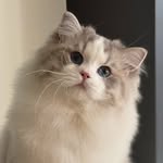 The Savitsky Cats | Ragdoll Cattery | Trained Cats
