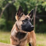Lina the malinois