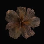 БРОВИ • ДНІПРО