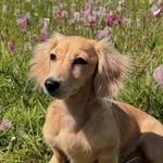 Leo Leclerc Saint Mleux