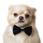 Кокос не просто пёс