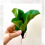 Ficus Pro Про Фикусы