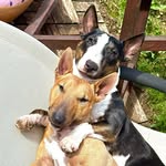 🐾  𝗦’𝗞𝗜𝗦𝗦 𝘌𝘴𝘲𝘶𝘪𝘴𝘴𝘦  &  𝗧𝝠𝗟𝗜  🐾