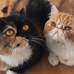 Pochito, Susi, Carlos Alberto y Albertina