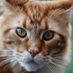 Miss Kiki, Mr phoenix and @misslauraroberts