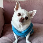 Eva chihuahua influencer 💕