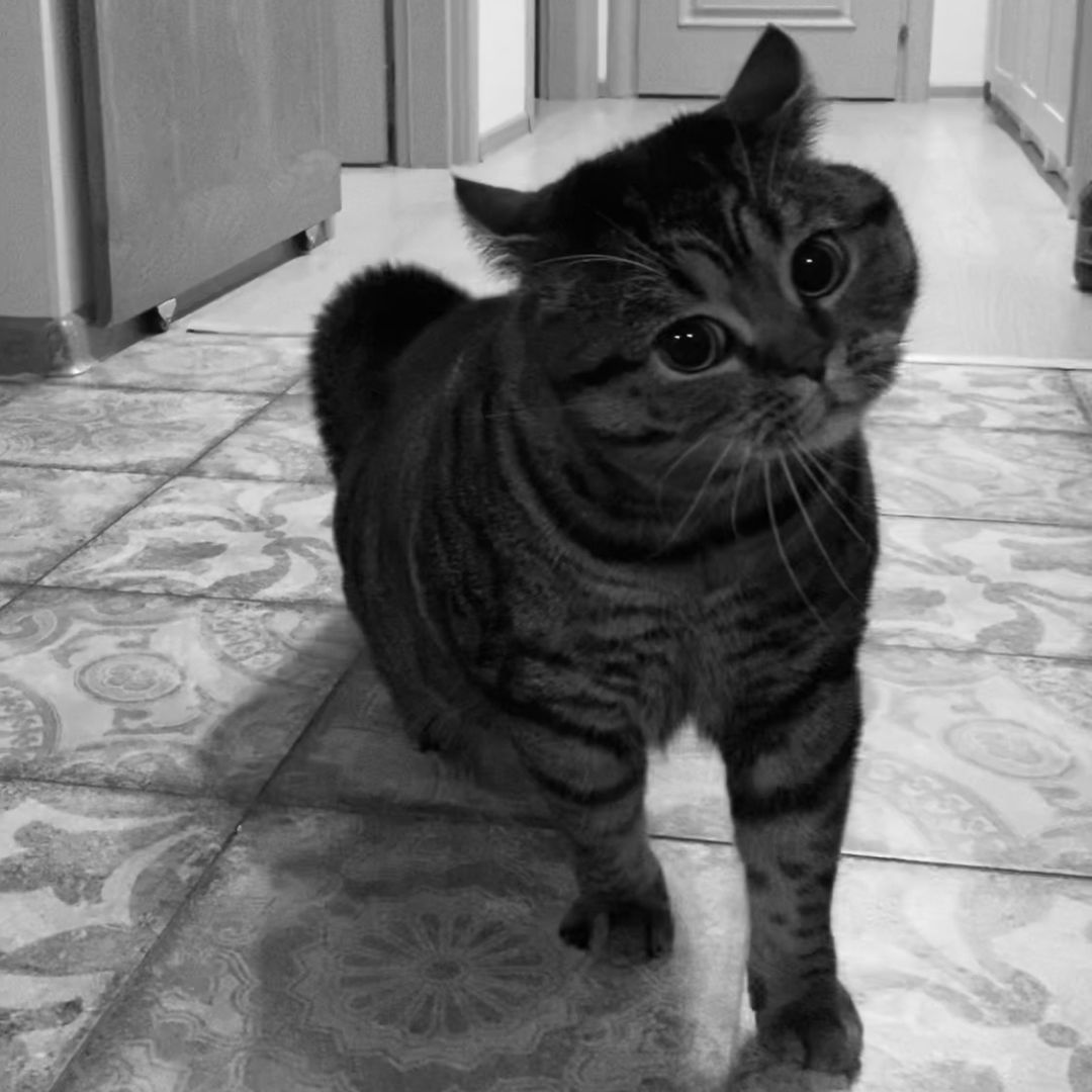 Михаил🐱