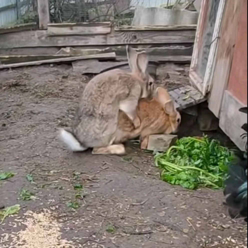 Генрих Скорострел